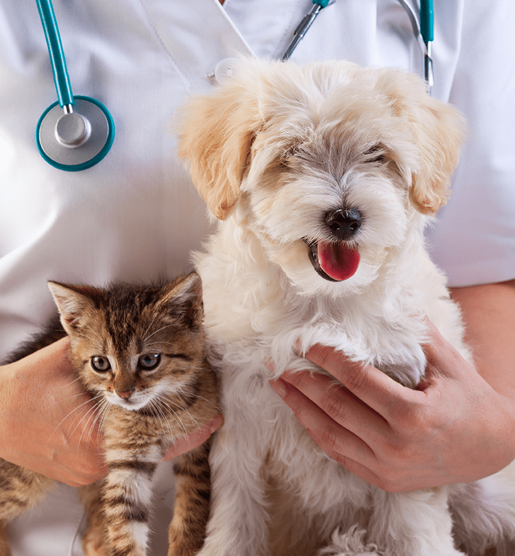 Cane e gatto in braccio a un veterinario