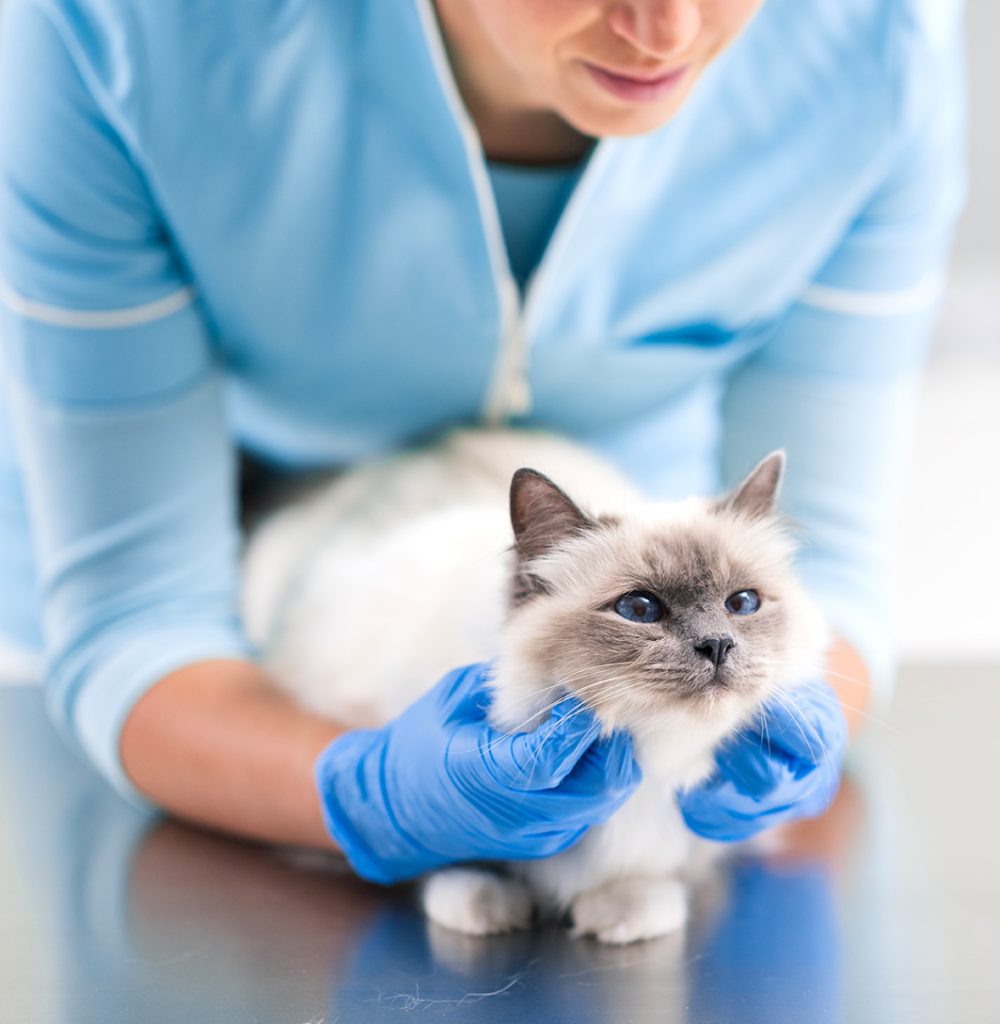 Gatto tenuto dal veterinario